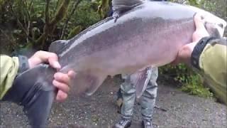 How to Fly FIsh for Silver Salmon Situk River, Akutat Alaska