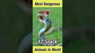 Most Dangerous Animal || Top 5  Most dangerous Animal in world || #animals #dangerous