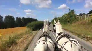 Driving horses for commercial carriage work - can you buy experience?