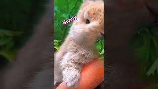 #Rabbit#Carrot