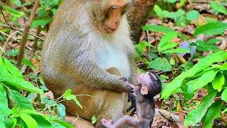 Poor tiny new born baby monkey walk to big monkey and request hug again & again