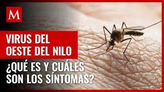 ¿Qué es el Virus del Oeste del Nilo y cuáles son los síntomas?