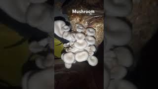 #garden #kitchengarden #food #mushroom #trending #ytshorts