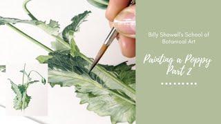 Painting a Poppy Part 2 Preview - Billy Showell's School of Botanical Art