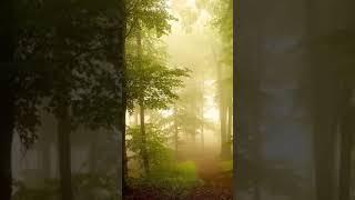 Fog in the woods | Туман в лесу
