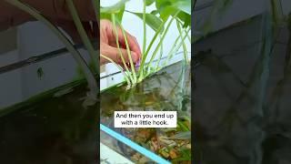 DIY Grow Plants in Aquarium #plants #aquarium #moneyplant