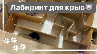 DIY: ЛАБИРИНТ ДЛЯ КРЫС СВОИМИ РУКАМИ ИЗ КАРТОННЫХ КОРОБОК | КАК ВНЕСТИ РАЗНООБРАЗИЕ В ВЫГУЛ КРЫС