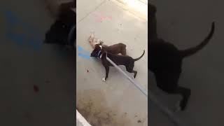 Pit bulls attacking  poodle in Baldwin hills LA !!