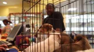 "Tails" Sizzle Reel | Michigan Humane Society | Mongoose Films
