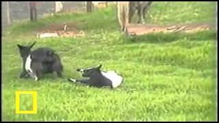 Honey Badger Narrates: The Stiffy Goat