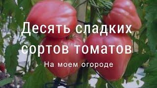 Сладкие сорта томатов на моем огороде. Юг западной Сибири