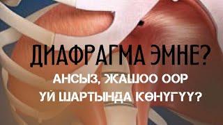 ДИАФРАГМА ДЕГЕН ЭМНЕ? АНЫН ҮЙ ШАРТЫНДА КАНТИП ЖАКШЫРТУУ КЕРЕК!