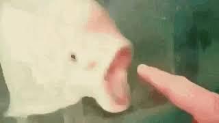 Poggers fish