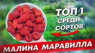 МАРАВИЛЛА ТОП-1 в мире среди сортов малины.