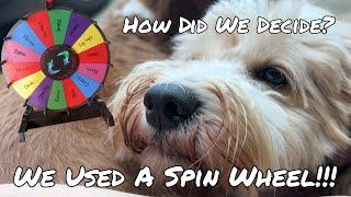 How Did We Decide Who To Breed Our Mini Goldendoodle To? A SPIN WHEEL! Oliviax?