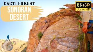 8k 3D 1,000 Feet in the Air: Surviving 12 hrs Sonoran Desert Cacti Forest Rock Climb Arizona PREVIEW