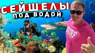 СЕЙШЕЛЫ - подводный Мир и дайвинг! Остров Праслин и секретный фрукт! ТОП отдых на Сейшелах