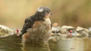 Eurasian sparrow hawk, Accipiter nisus