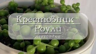 🪴 Крестовник Роули || пересадка