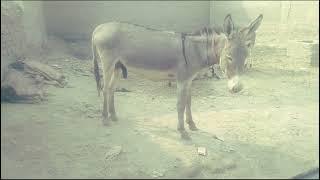 Male donkey meeting with Female donkey First time| Animal breading | Animal Meeting |