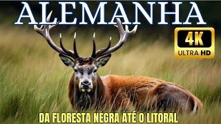 Alemanha Selvagem - Um Documentário Épico da Floresta Negra  até o Litoral - Parte 1 EXTRA LONGO