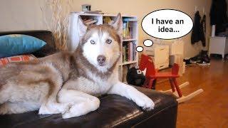 Laika the husky gets left home alone!