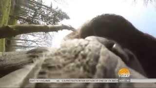 No Monkey Business (NBC Today Show HD)