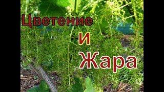 Виноград. Жара. Цветение.