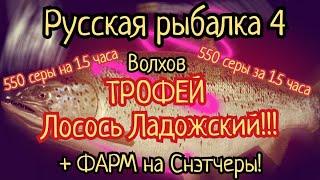 РР4. река Волхов. Трофей Лосось Ладожский! ФАРМ на Снэтчеры! Где ловить Лосось Атлантический, Щука?