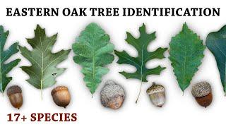 Oak Tree & Acorn Identification for Deer Hunters