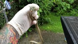 Snake released from glueboard by Vance Wildlife Removal!