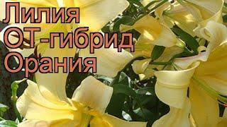 Лилия от-гибрид Орания (lilium ot-hybrid orania)  Орания обзор: как сажать, луковицы лилии Орания