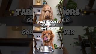 Table Manners Challenge - Goldendoodle vs Golden Retriever #dogchallenge #goldenretriever #dogfood