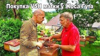 ИО VSH матка #Бакфаст от Жоса Гута (#JosGuth, Люксембург)