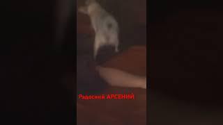 радость полные штаны