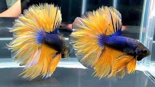 229"Most Beautiful Betta Fish: Stunning Colors & Gorgeous Betta Fish Tanks