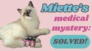 Miette, a Kitten with Mobility Challenges: Medical Mystery SOLVED!