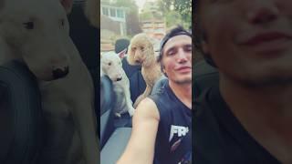 Вечерком на хуторке #usa  #dogs