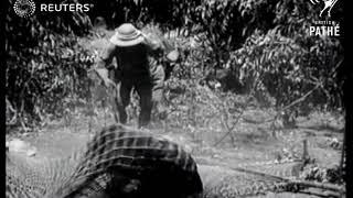 Viceroy of India goes tiger hunting (1923)