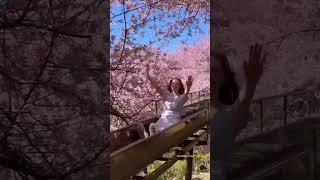 Cherry blossom SLIDE  in Kanagawa, Japan!
