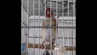 Stieglitz - Carduelis Cardudlis - Jilguero - Щегол - Kадънка - щиглец - طائر الحسون - Silvestrismo