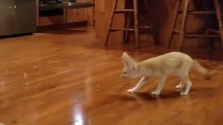 Blowing Bubbles for Lucy the Fennec Fox (Catnip Bubbles)