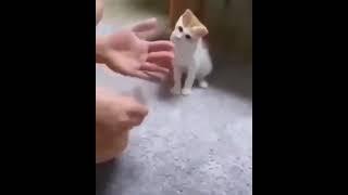 Showing cat a magic trick