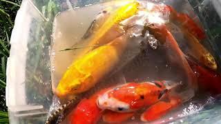 TOP Amazing Videos Fishing 2021| Primitive Fishing Technique| Best Amazing Hunting in Lake
