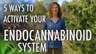 5 Ways to Activate Your Endocannabinoid System! | CBD Series