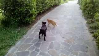 Staffordshire Bull Terrier VS Gatto