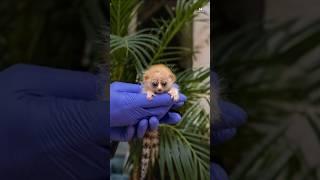 The Slow Loris: Cute but Deadly! #shorts