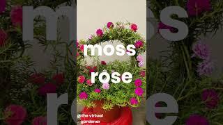 heat-resistant flowers that thrive in hot summers | impatient gardener 