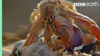 Crabs Trade Shells in the Strangest Way | BBC Earth