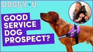 Can My Pet Dog Be A Service Dog? Assessing Service Dog Candidates